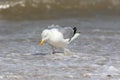 Herring gull fishing in shallow sea water. Coastal wildlife UK Royalty Free Stock Photo