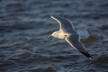 Herring Gull in flight