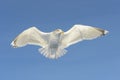 Herring gull in flight against blue sky Royalty Free Stock Photo