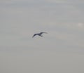 Herring gull in flight at dusk Royalty Free Stock Photo