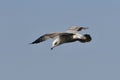 A Herring Gull in flight Royalty Free Stock Photo