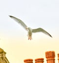 Herring gull in flight