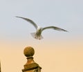 Herring gull in flight