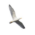 Herring gull in flight Royalty Free Stock Photo