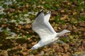 Herring Gull in flight Royalty Free Stock Photo