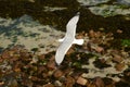 Herring Gull in flight over the coast Royalty Free Stock Photo