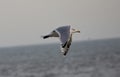 Herring gull in flight over the sea Royalty Free Stock Photo