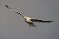 Herring gull flight over the sea, north sea, romsdalsfjord