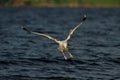 Herring gull flight over the sea, north sea