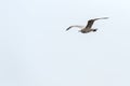 Flying herring gull - beautiful arrangement of feathers on the wing