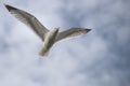 Herring Gull in flight viewed from underside. Royalty Free Stock Photo