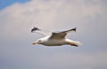 Herring gull in flight