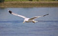 Herring gull in flight Royalty Free Stock Photo