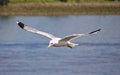 Herring gull in flight