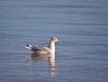 Herring gull floating on the water surface in calm weather Royalty Free Stock Photo