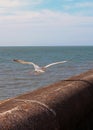 Herring gull flying away from the sea wall in blackpool in blackpool in bright summer summer sunlight Royalty Free Stock Photo