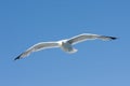 A herring gull flying in the blue sky