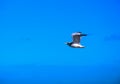 Herring gull flying in blue sky Royalty Free Stock Photo