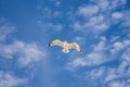 Herring gull, flying in a blue sky Royalty Free Stock Photo