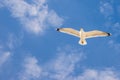 Herring gull, flying in a blue sky Royalty Free Stock Photo