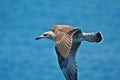 The herring-gull flying