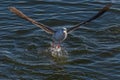 Herring gull flying off the water Royalty Free Stock Photo