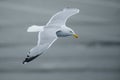 Herring Gull - Larus argentatus Royalty Free Stock Photo