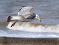 Herring gull flying over waves.