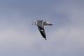 herring gull flying in the sky background Royalty Free Stock Photo