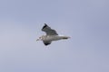 herring gull flying in the sky background Royalty Free Stock Photo