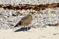 Herring gull in Helgoland.