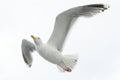Herring gull Royalty Free Stock Photo