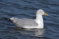 Herring Gull Royalty Free Stock Photo