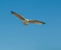 Herring Gull