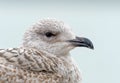 Herring Gull Juvenile Head Shot Royalty Free Stock Photo