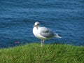 Herring Gull, Larus Argentatus Royalty Free Stock Photo