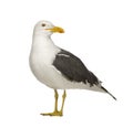 Herring Gull - Larus argentatus (3 years) Royalty Free Stock Photo