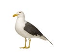 Herring Gull - Larus argentatus (3 years) Royalty Free Stock Photo