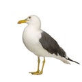 Herring Gull - Larus argentatus (3 years) Royalty Free Stock Photo