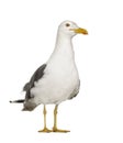 Herring Gull - Larus argentatus (3 years) Royalty Free Stock Photo