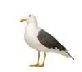 Herring Gull - Larus argentatus (3 years)