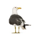 Herring Gull - Larus argentatus (3 years) Royalty Free Stock Photo