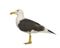 Herring Gull - Larus argentatus (3 years) Royalty Free Stock Photo