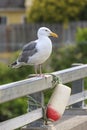 Herring gull on a railing. Royalty Free Stock Photo