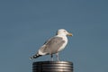 Herring Gull Larus argentatus Royalty Free Stock Photo