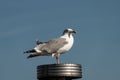 Herring Gull Larus argentatus Royalty Free Stock Photo