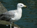Herring Gull closeup in Boston Harbor