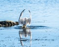 Herring gull Larus argentatus fishing in a small bay.. Royalty Free Stock Photo