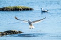 Herring gull Larus argentatus fishing in a small bay.. Royalty Free Stock Photo