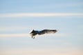 Herring gull Larus argentatus fishing in a small bay.. Royalty Free Stock Photo